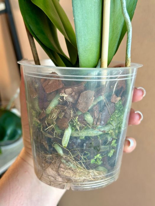 Орхідея сортова метелик, азіат.