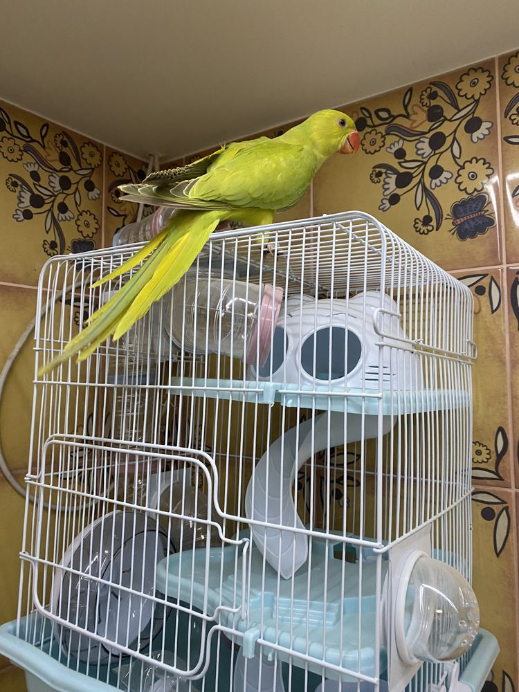 Желто-салатовый ручной попугай ожереловый индийский выкормышь птенец