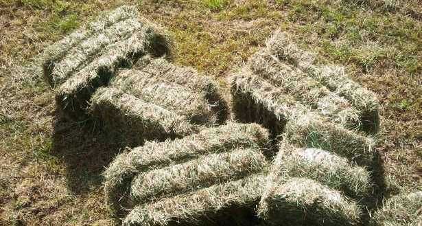 siano kostka zbiór 2025 ekologia