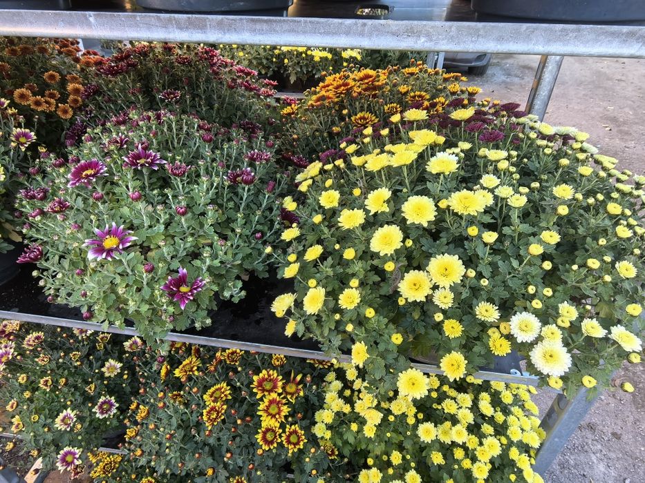 Przepiękne Chryzantemy już od 15 zł za sztukę