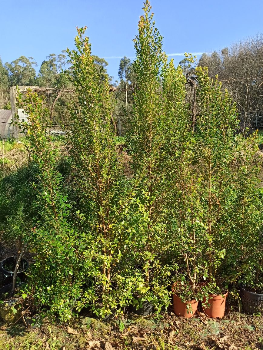 Eugénia Myrtifolia Newport