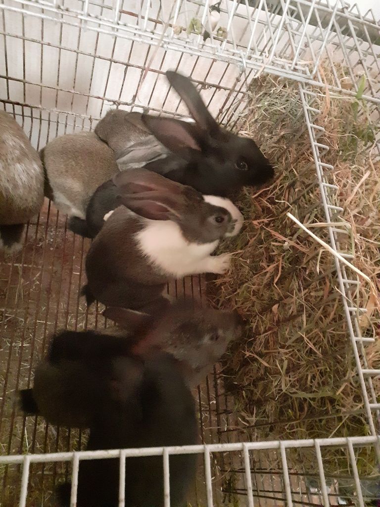 Coelhos  caseiros