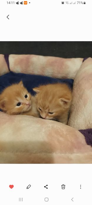 Віддам безкоштовно рудих хлопчиків