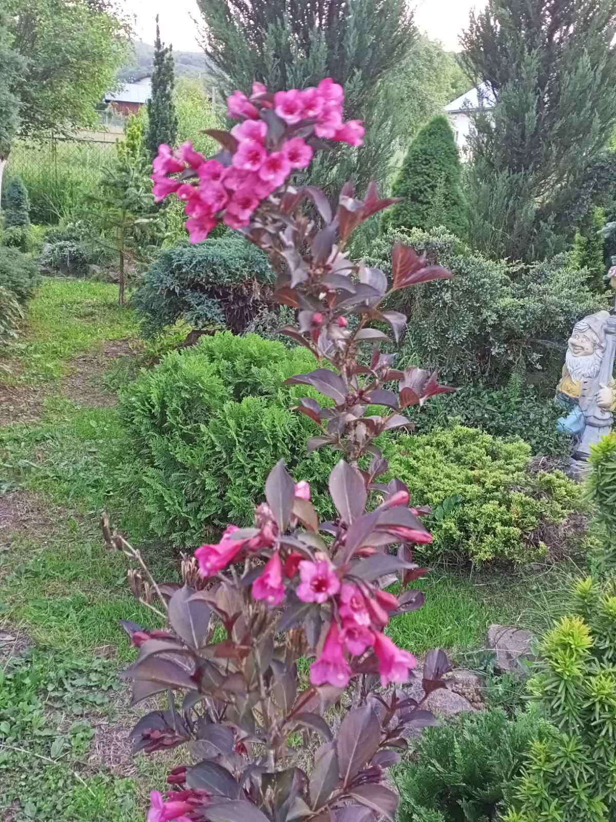 Плакуча модрина ,модрина ,кулею,хакуро нішикі