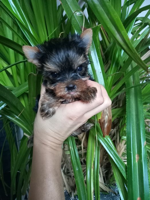 Чудо чадо мини привит