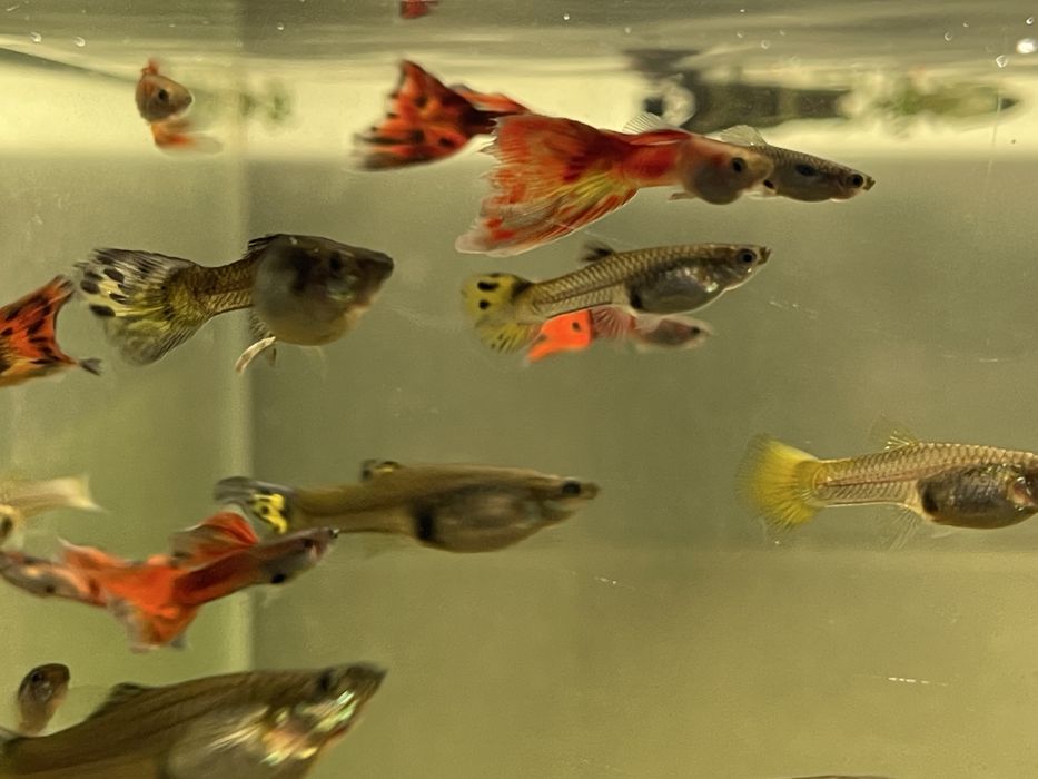 Akwarium Optiwhite 250l 100x50x50cm, 8mm z osprzętem oraz inwentarzem