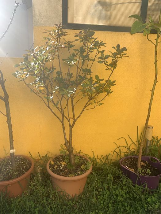 Vendo plantas / arvores frutiferas em vaso