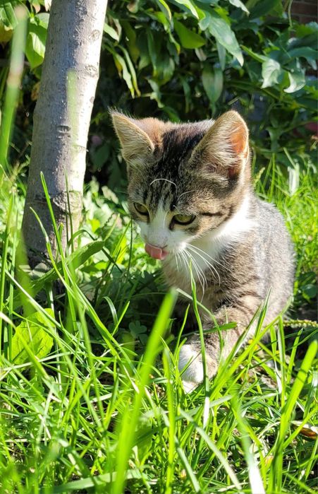 Кішка котенок дівчинка  кошеня