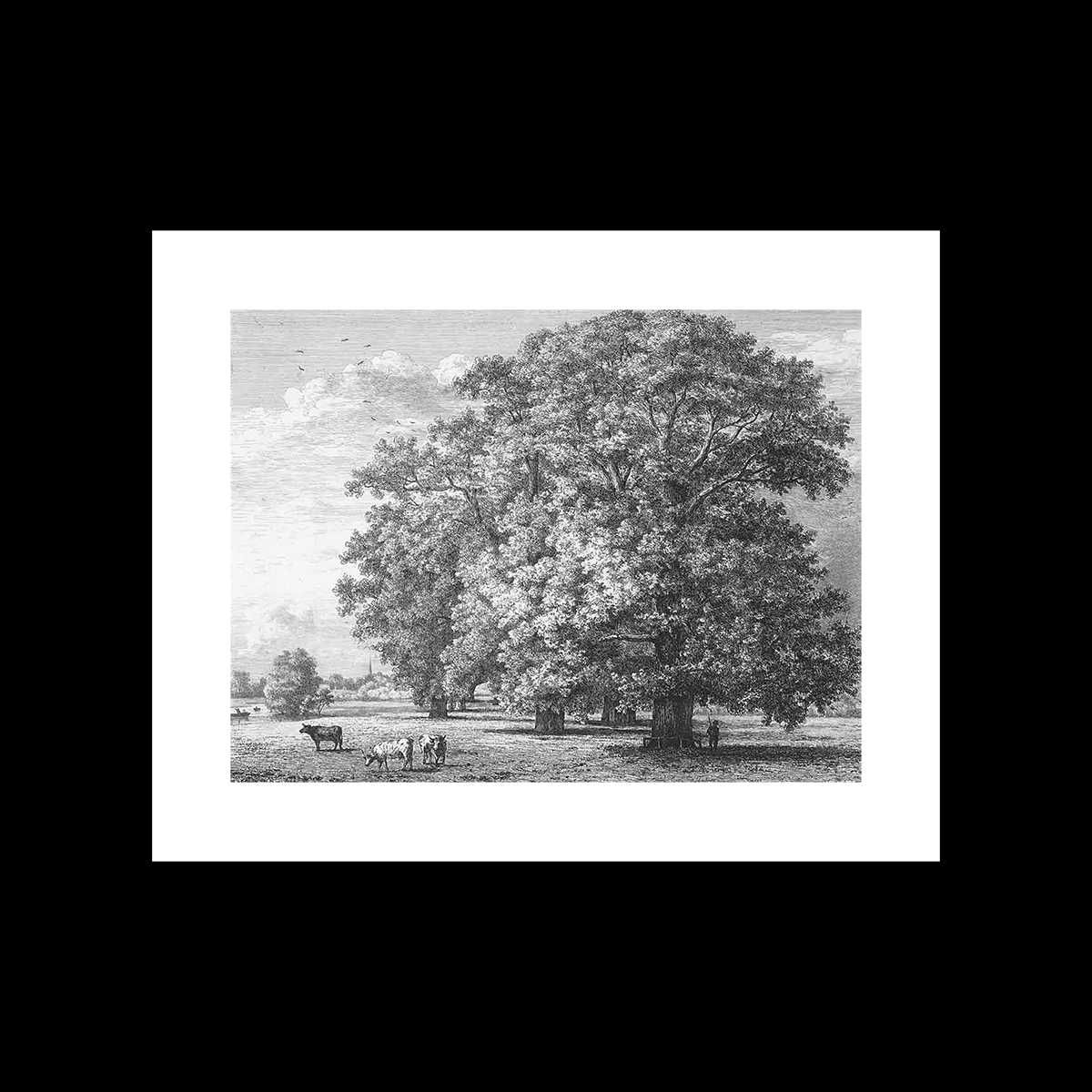 drzewa z ENCYKLOPEDII BRITANNICA  4 plakaty- komplet