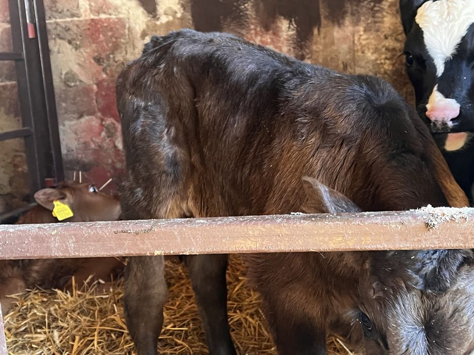 Sprzedam 13 cielat polskich