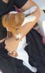 Jack Russel Terrier