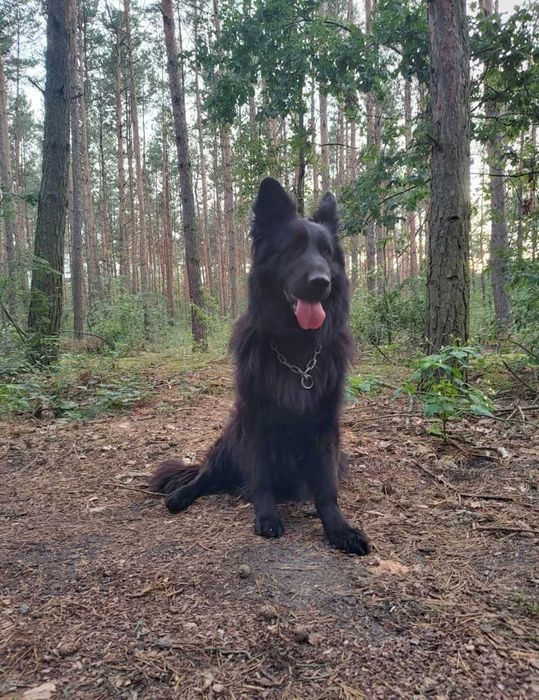 Owczarek Niemiecki Suka