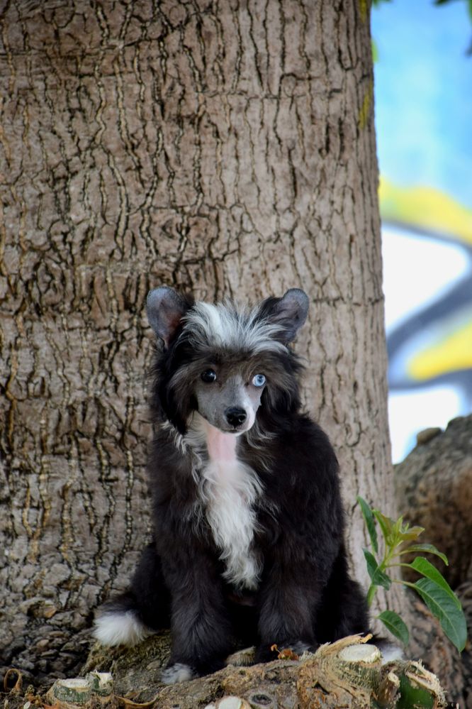 Cão de Crista Chines - Variedade Com pelo