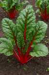 Nasiona buraka liściowego „Rhubarb Chard” – 10g opakowania