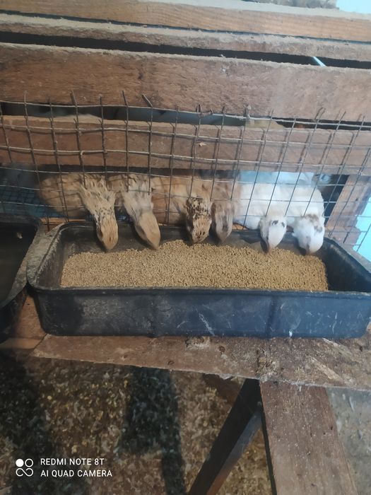 Продам перепілок