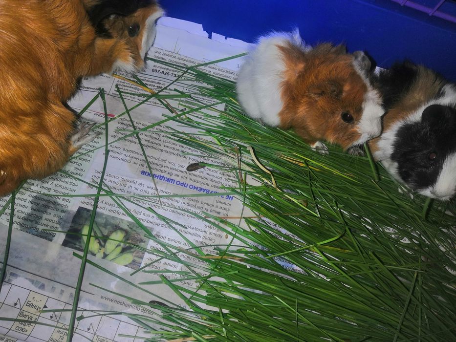 Продам морских свинок!!! Родились 18.06.2025