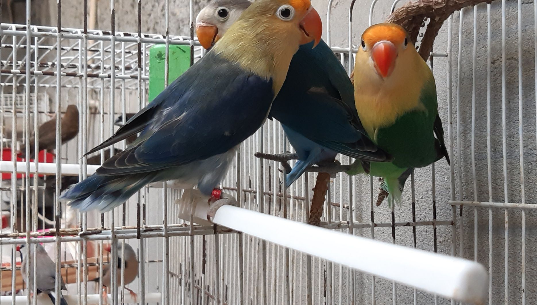 Agapornis Fischeri Macho de 2025