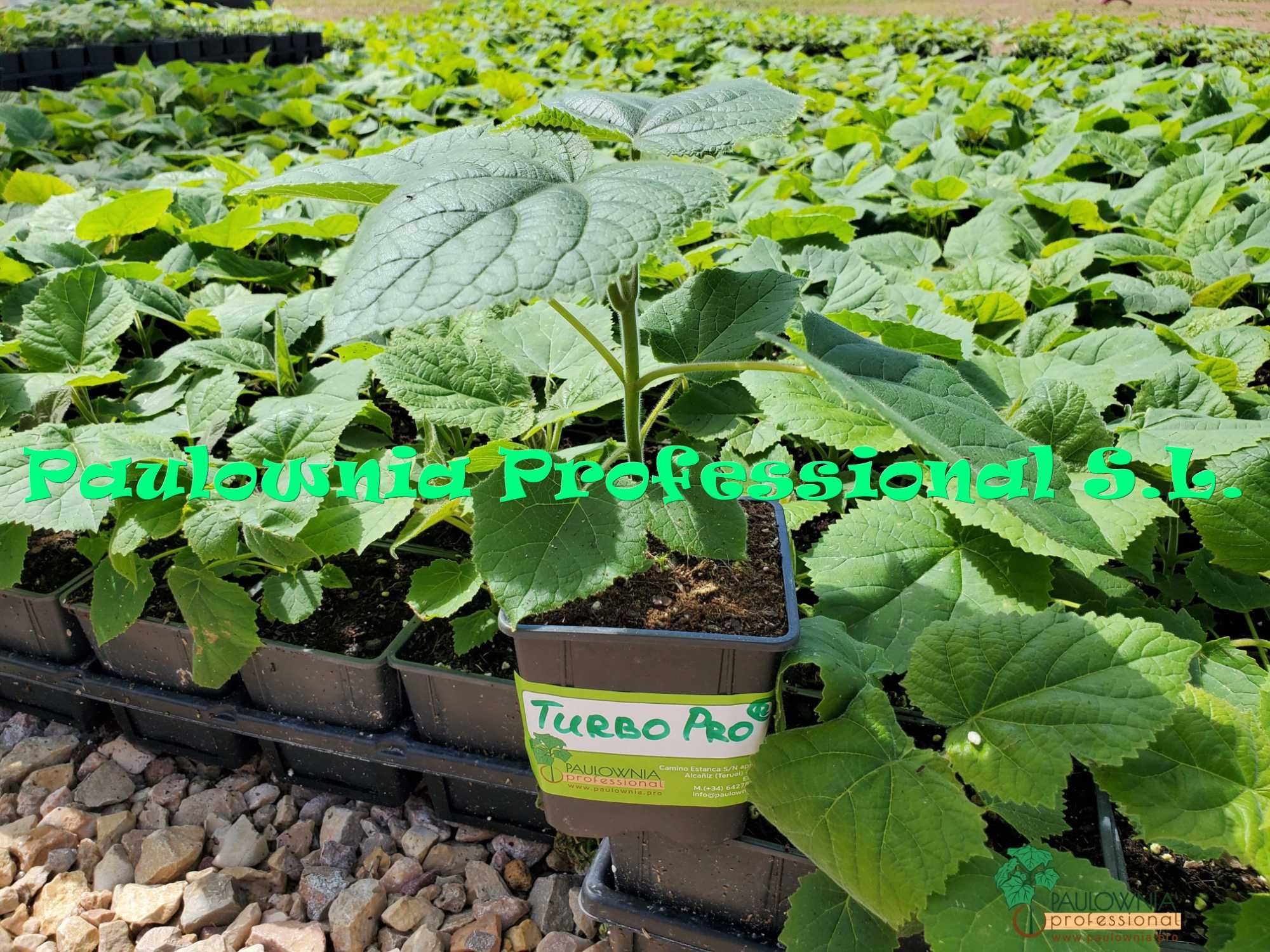 Paulownia Turbo Pro®, Híbrido estéril  produção de madeira caldiad