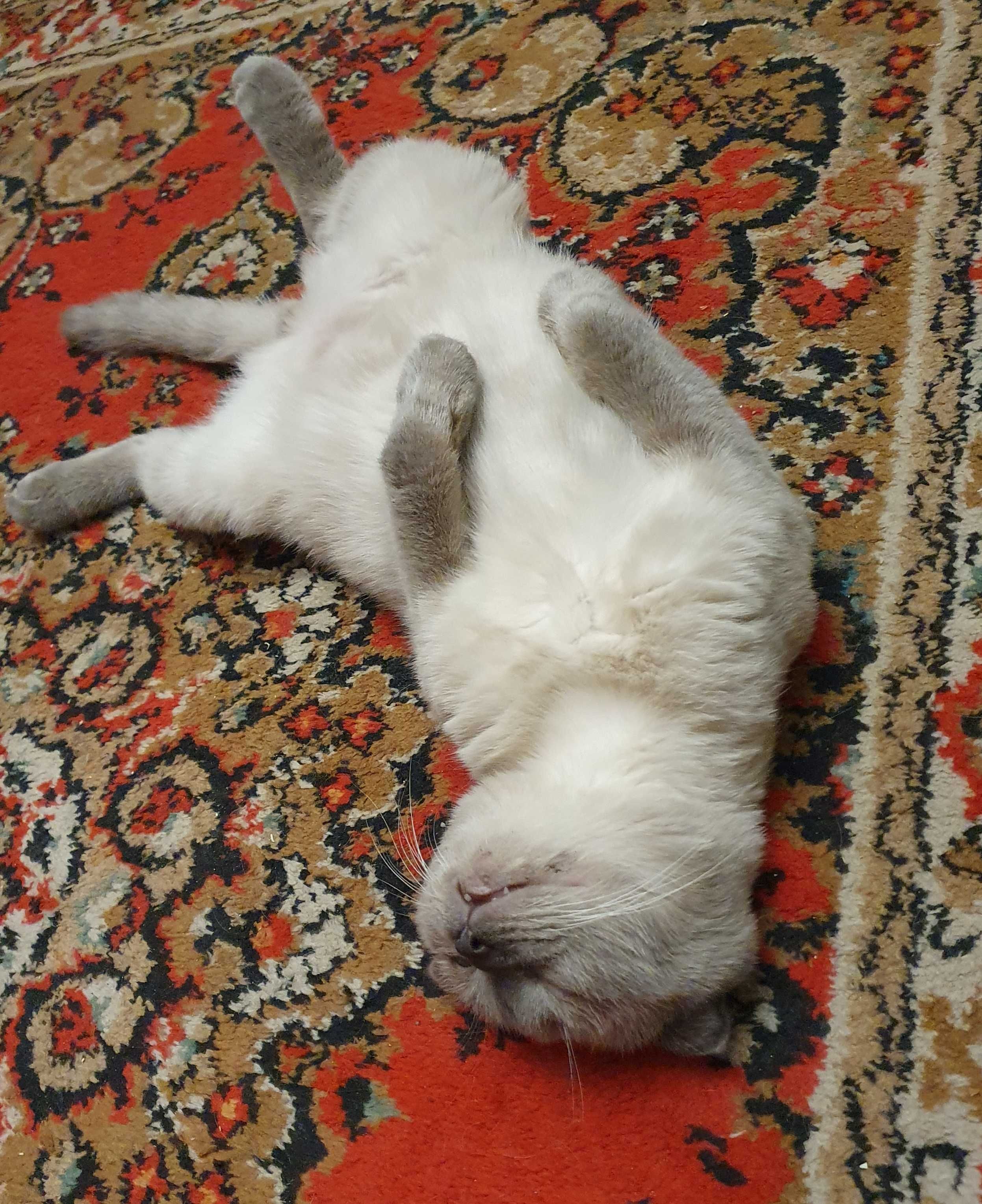 Котенок  британец