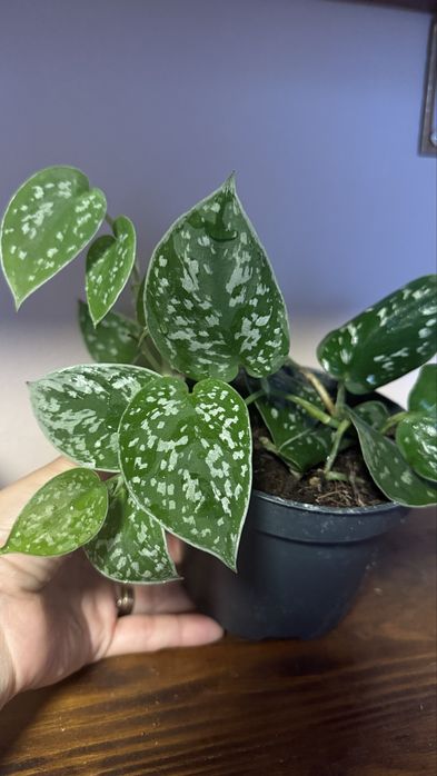 Сциндапсус, епіпремнум, філодендрон Сільвер Енн, ліана кімнатна рос