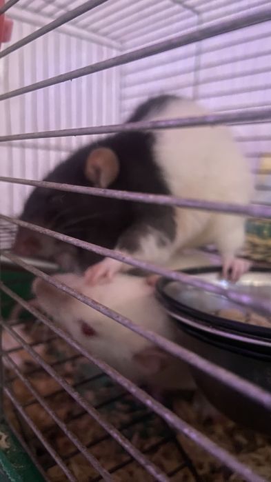 Продам (Отдам в хорошие руки)2 крыс, 2 мальчика