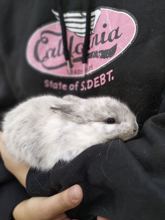 Coelhos anões bebes
