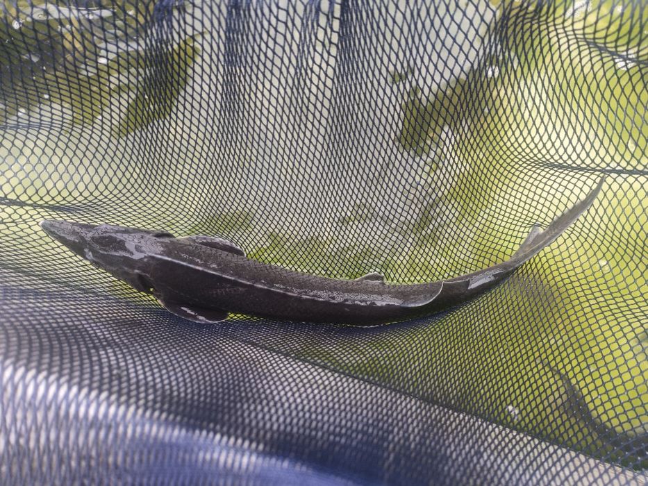 Szczupak ,sum ,jesiotr ryba konsumpcyjna 45zl/kg