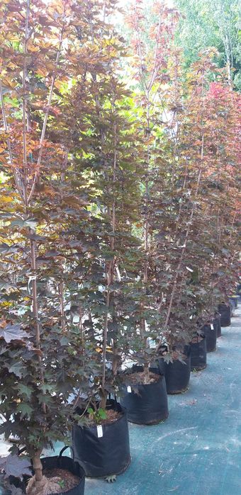 Acer platanoides/Klon pospolity 'Crimson Sentry'