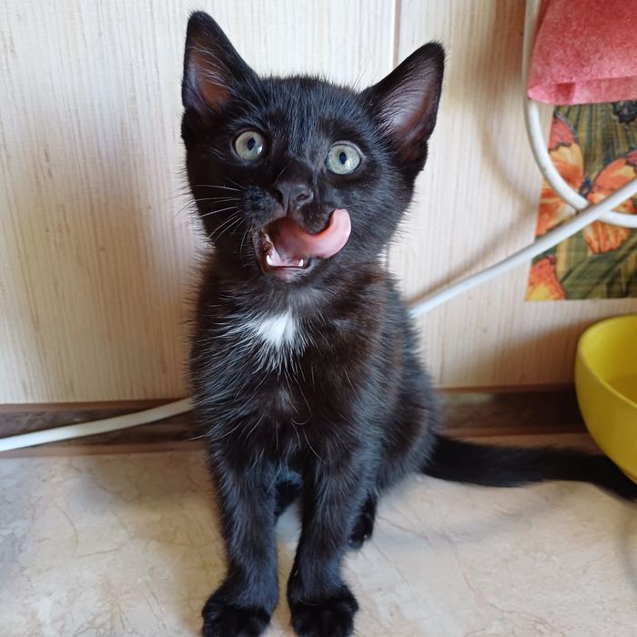 Котята шукають люблячу родину