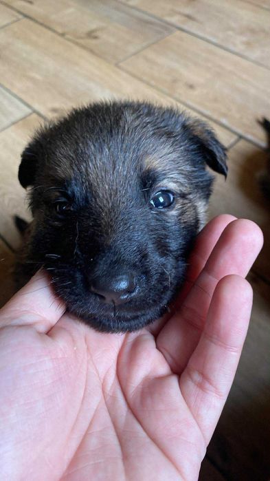 Oddam młode 3 suczki