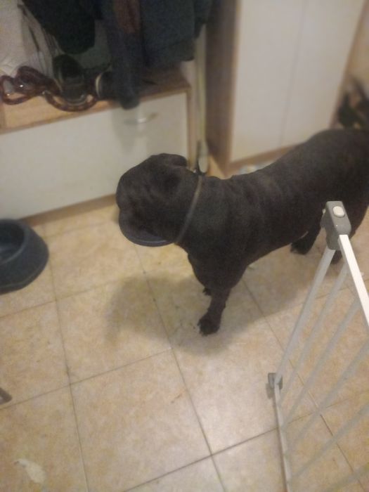 Oddam za darmo sukie ma niecałe 2 lata