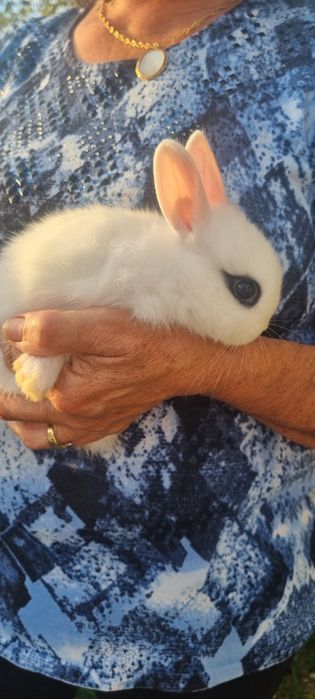 Coelhos anões Hotot