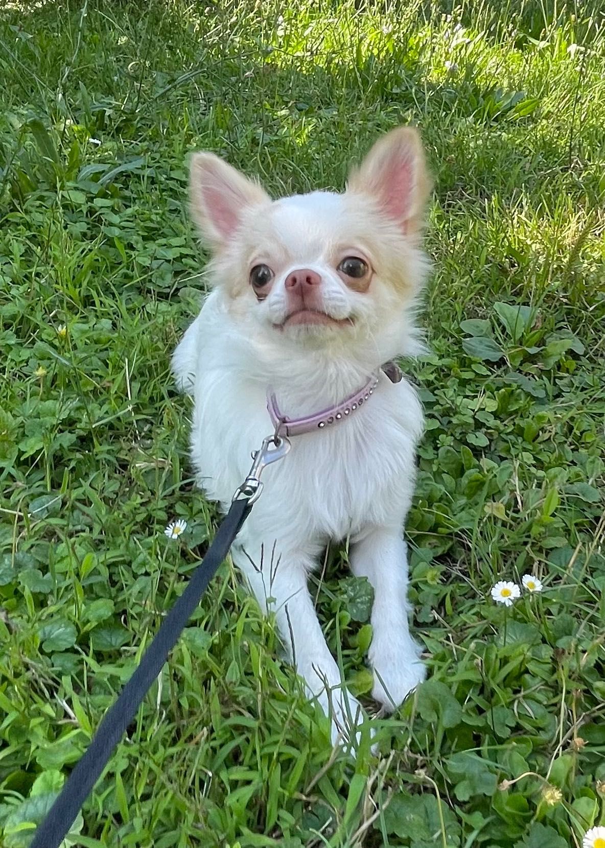 Śliczny malutki - Chihuahua długowłosy ZKwP