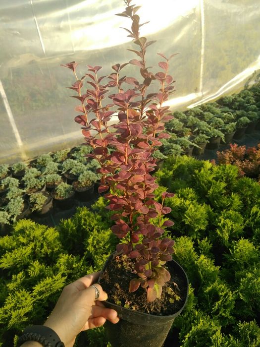 Барбарис,бересклет, вейгели, гортензії, спіреї