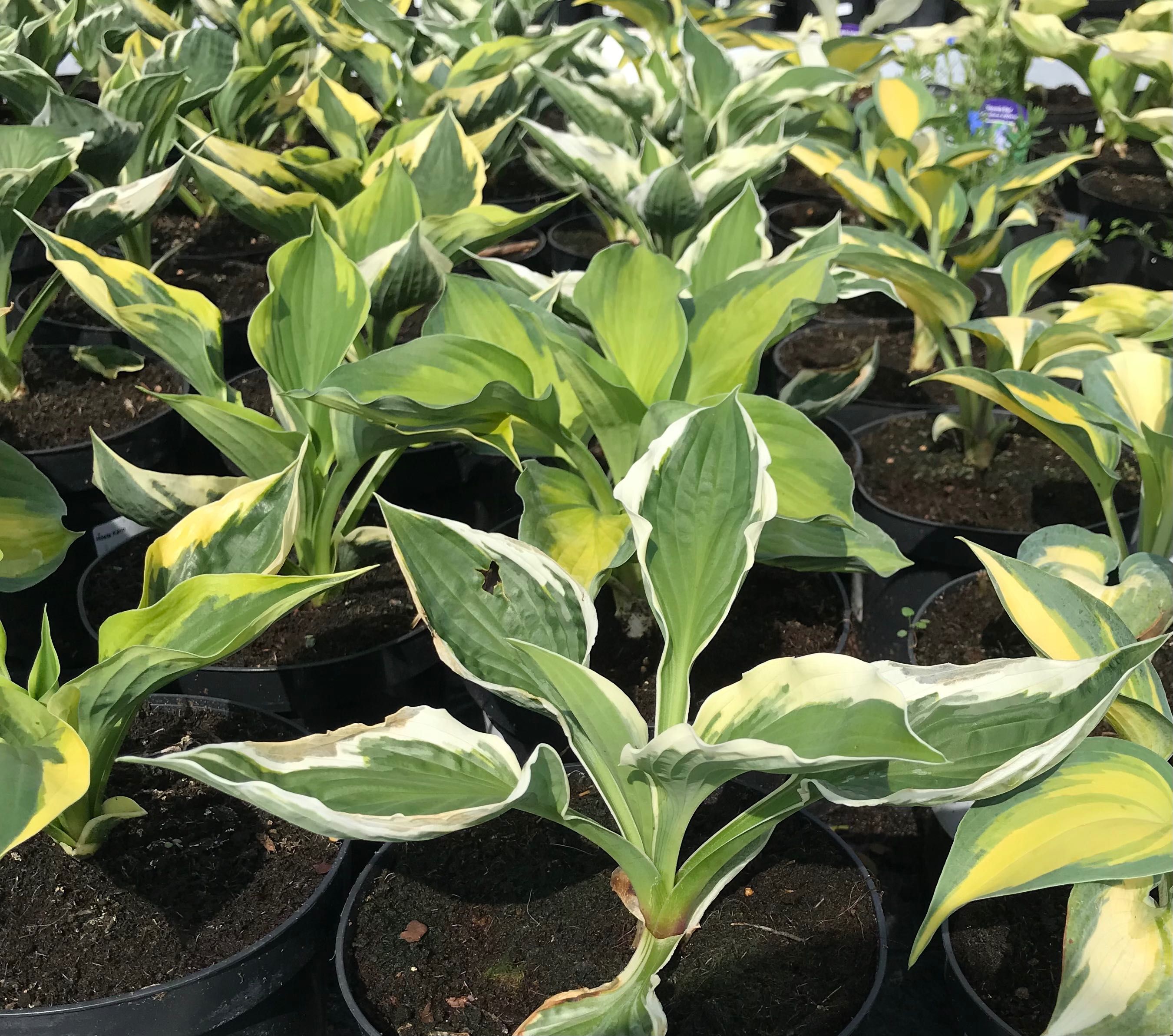 FUNKIA ,Hosta - sadzonki w doniczkach . Kup 10 sztuk 2 gratis !
