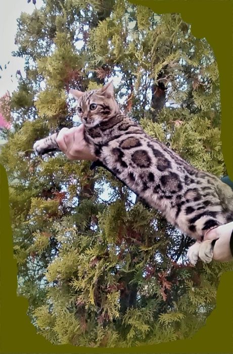 Дівчинка Бенгал супер