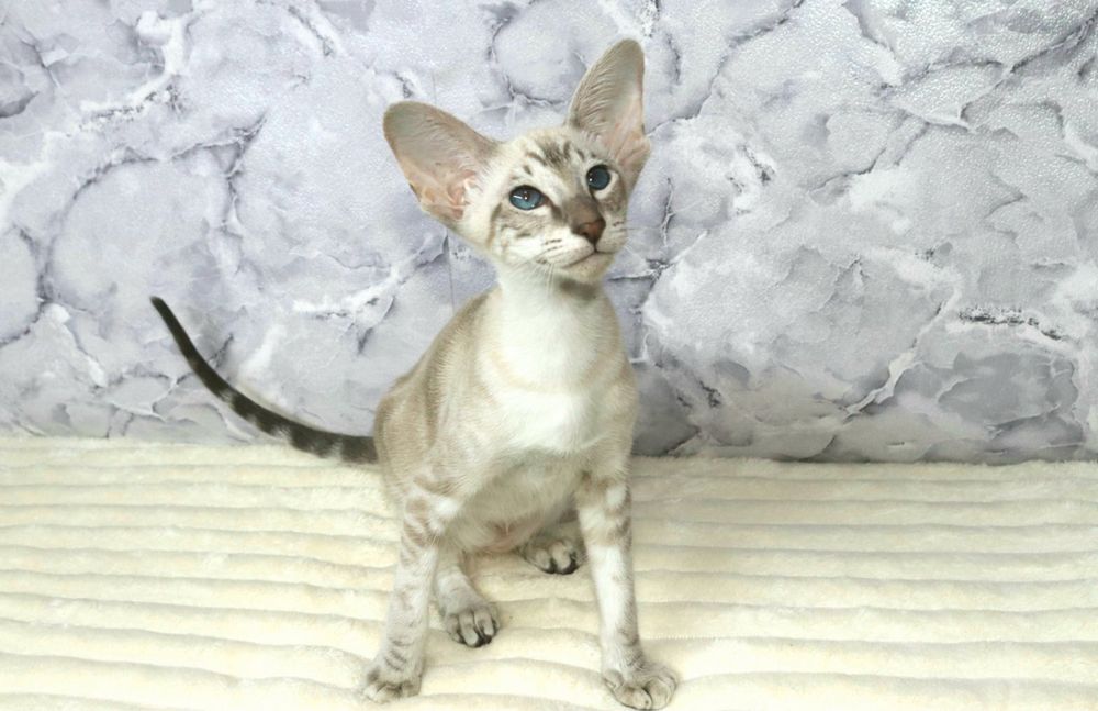 Сіамоорієнтальна дівчинка