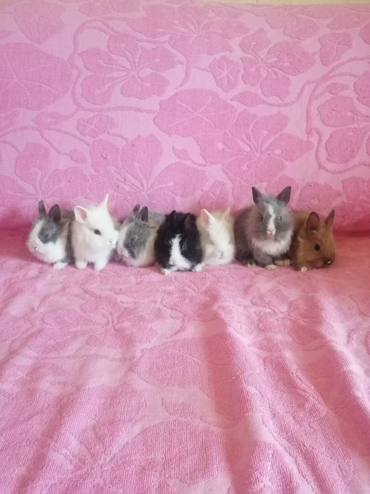 Króliczki karzełki króliki miniaturki