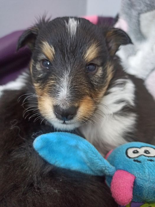 Owczarek Szetlandzki Sheltie piesek trikolor