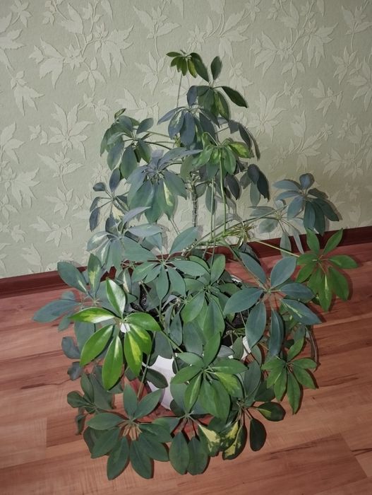 Шифлера, кімнатна рослина