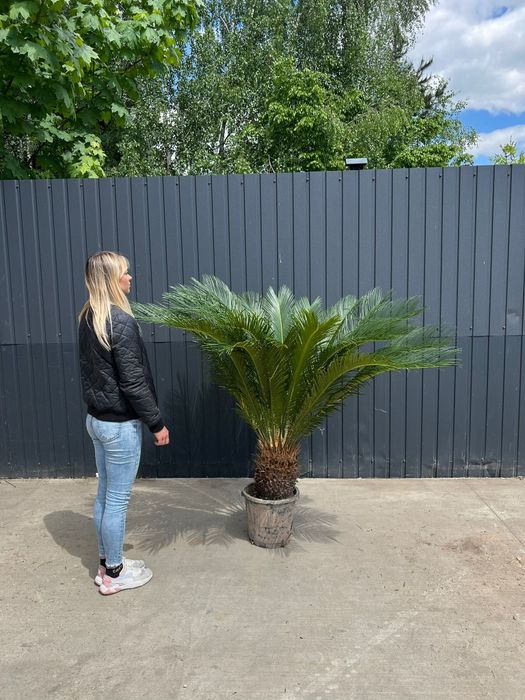 Cycas REVOLUTA  Premium