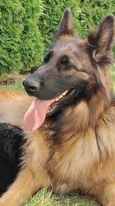 JUZ do ODBIORU! Owczarek niemiecki długowłosy suczka szczeniak pies