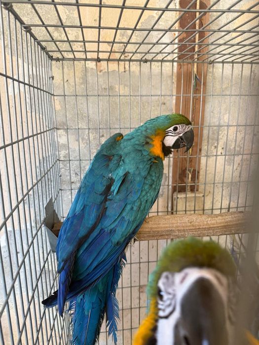 Jovens Araras Araraúnas