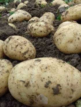 Ziemniaki sadzeniaki Bryza 15kg wysyłka kurier