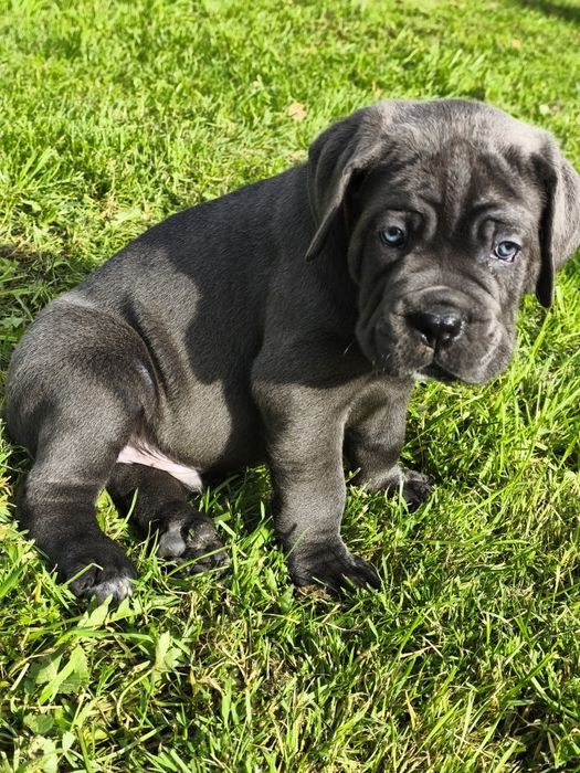 Diamencik samiec piękny przedstawiciel rasy Cane Corso