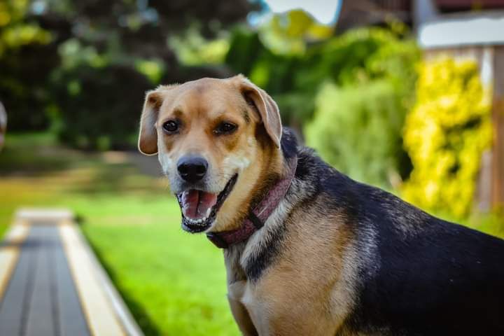 Nieśmiała Suczka poleca się do adopcji!