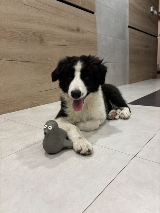 Border Collie szczeniak