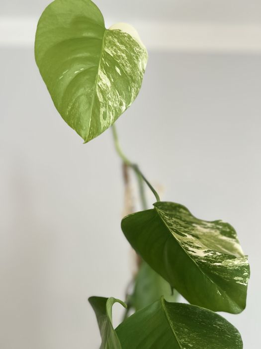 Monstera variegata wybarwiona, 2 sadzonki