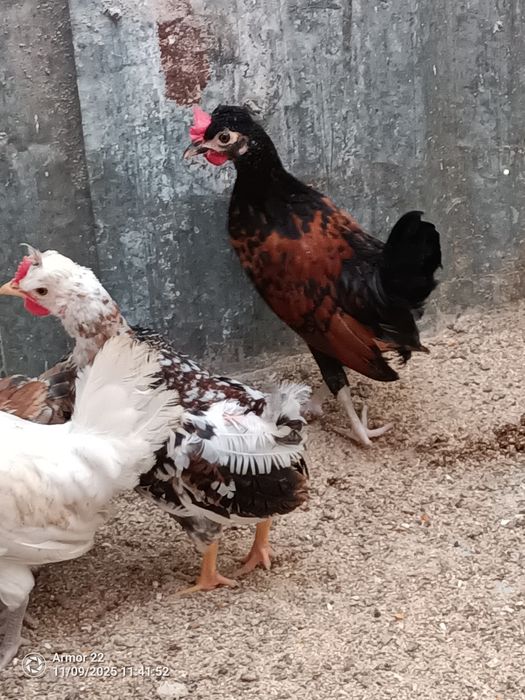 Vendo garnizos machos