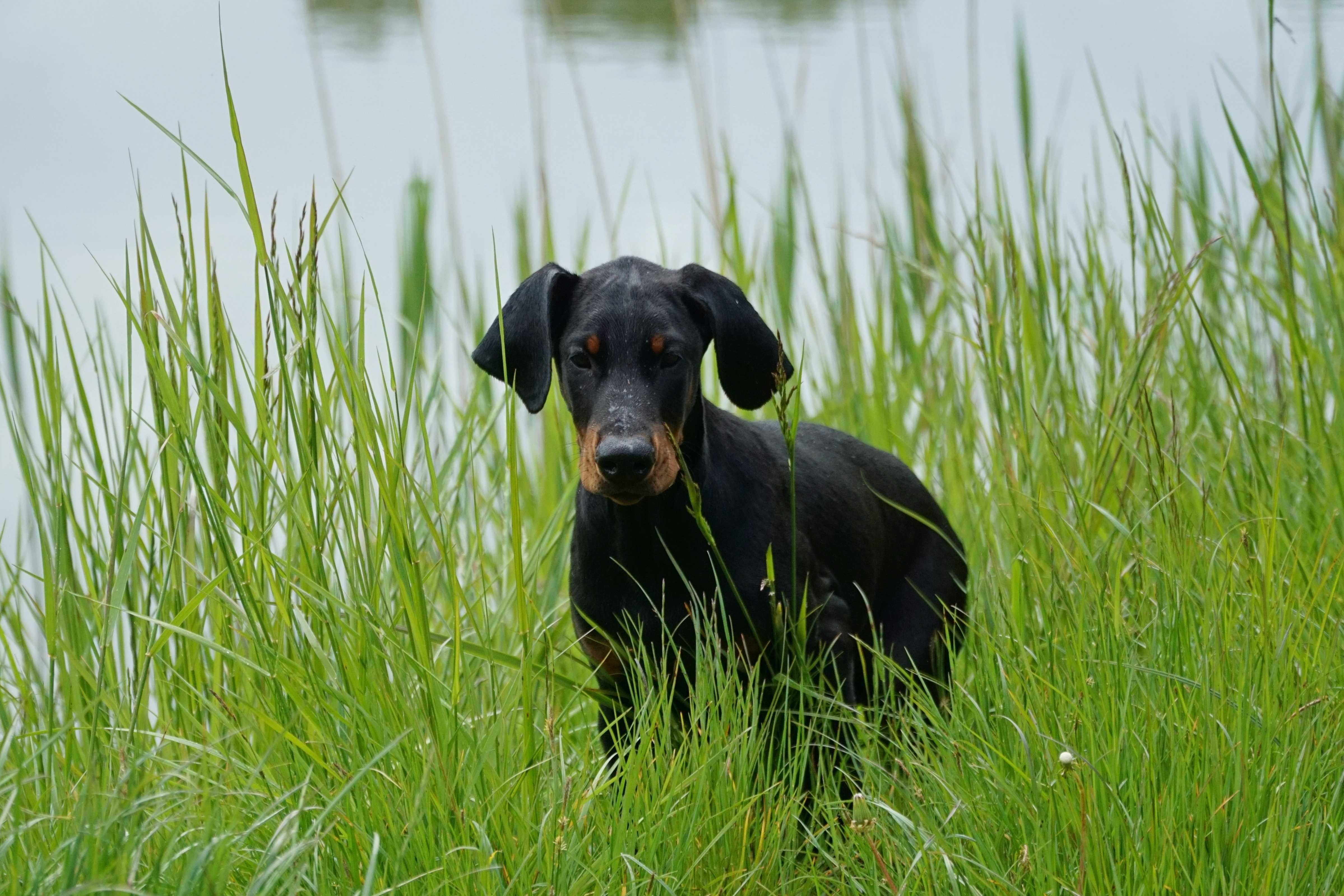 Doberman piesek FCI .